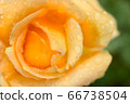 Blooming beautiful rose "Louis de Funes", close 66738504
