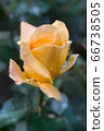 Blooming beautiful rose "Louis de Funes" after 66738505