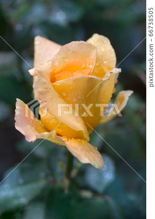 Blooming beautiful rose "Louis de Funes" after Blooming beautiful rose "Louis de Funes" after 66738505