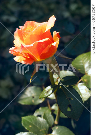 Blooming beautiful vibrant orange rose Blooming beautiful vibrant orange rose 66738507