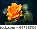 Blooming beautiful vibrant orange rose 66738509
