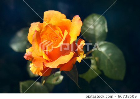 Blooming beautiful vibrant orange rose Blooming beautiful vibrant orange rose 66738509