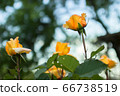 Blooming beautiful roses "Louis de Funes " 66738519