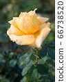 Blooming beautiful rose "Louis de Funes" after 66738520
