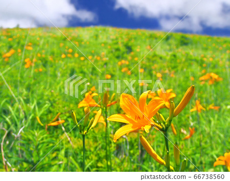 One day flower, flower garden of Nikkokisuge (Kirigamine) 66738560