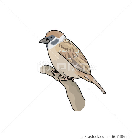 麻雀 插圖素材 圖庫