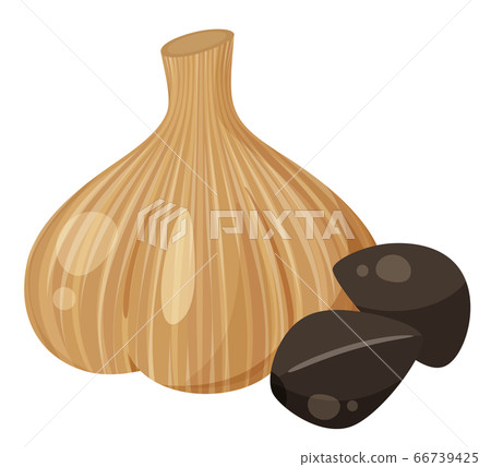 Illustration of black garlic _ whole and peeled Illustration of black garlic _ whole and peeled 66739425