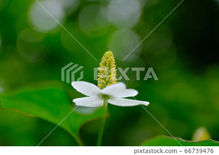 美麗的雜草dokudami花 美麗的雜草dokudami花 66739476