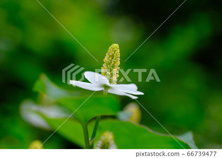 美麗的雜草dokudami花 美麗的雜草dokudami花 66739477