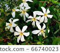 Gardenia flowers 66740023