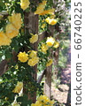 Rose garden 66740225