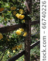 Rose garden 66740226