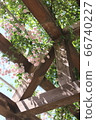 Rose garden 66740227