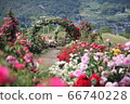 Rose garden 66740228