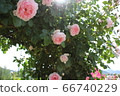 Rose garden 66740229