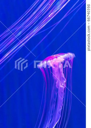 夢幻般的紅色水母游泳 夢幻般的紅色水母游泳 66740398