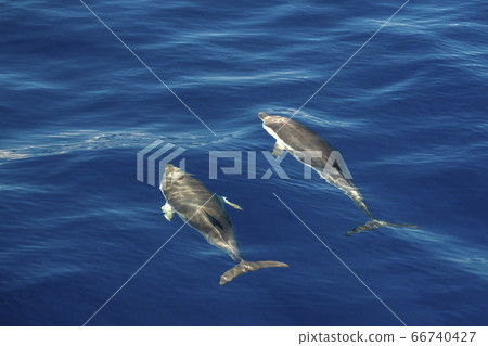 Move effect on Dolphin while jumping in the deep Move effect on Dolphin while jumping in the deep 66740427
