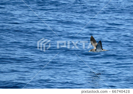 Cory's shearwater flying on mediterranean sea Cory's shearwater flying on mediterranean sea 66740428