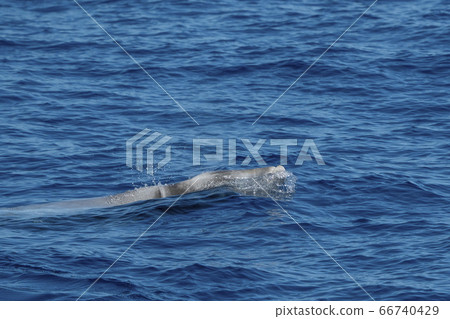 white Rare Goose Beaked whale dolphin Ziphius white Rare Goose Beaked whale dolphin Ziphius 66740429