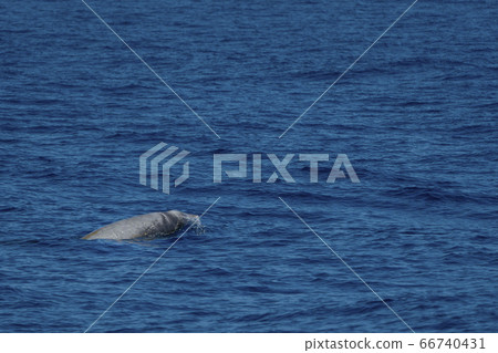 white Rare Goose Beaked whale dolphin Ziphius white Rare Goose Beaked whale dolphin Ziphius 66740431