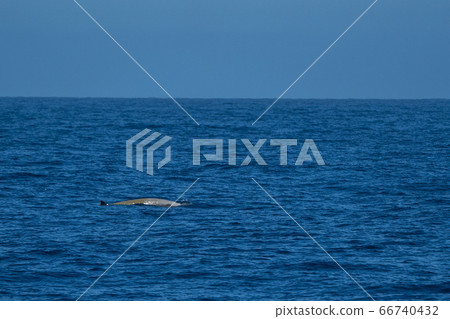 white Rare Goose Beaked whale dolphin Ziphius white Rare Goose Beaked whale dolphin Ziphius 66740432