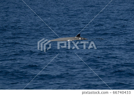 white Rare Goose Beaked whale dolphin Ziphius white Rare Goose Beaked whale dolphin Ziphius 66740433