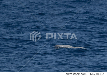 white Rare Goose Beaked whale dolphin Ziphius white Rare Goose Beaked whale dolphin Ziphius 66740434