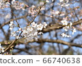 櫻花花瓣了 66740638