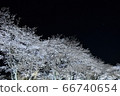 雪櫻桃在晚上點亮 66740654