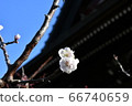 櫻花盛開 66740659