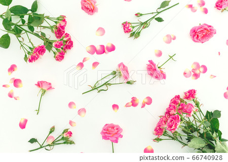 Floral pattern made of pink roses flowers on white background. Flat lay, Top view Floral pattern made of pink roses flowers on white background. Flat lay, Top view 66740928