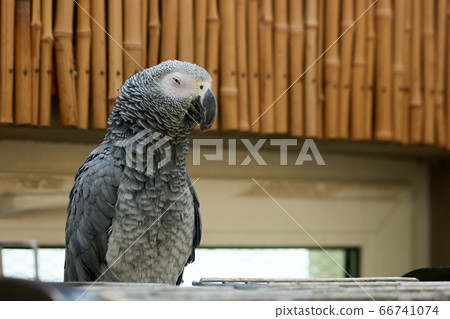 Portrait of beautiful gray African parrot in the zoo. 66741074