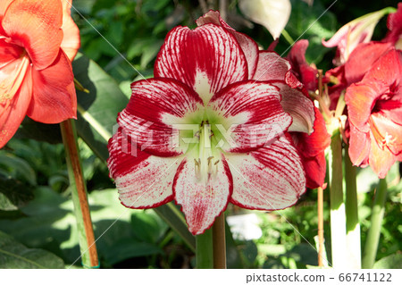 Close up of red and white lily flower. 66741122