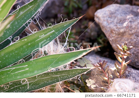 Succulent plant growing among stones. Succulent plant growing among stones. 66741171