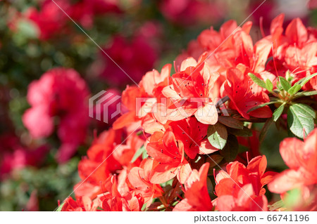 Background of a beautiful Azalea flowers. 66741196