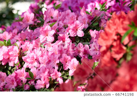 Close up blooming azalea flowers in spring time. 66741198