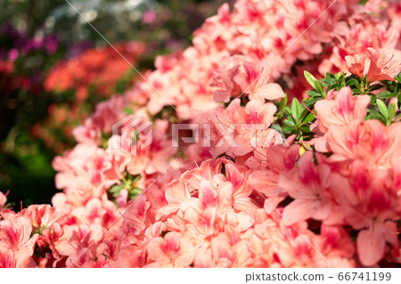 Azalea flowers blooming close up. 66741199