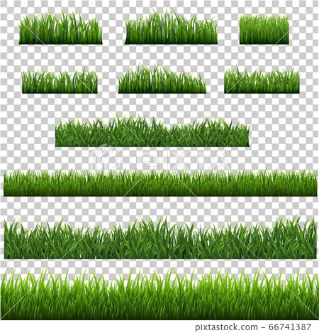 Green Grass Border Isolated With Transparent background Green Grass Border Isolated With Transparent background 66741387