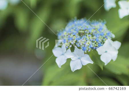 Asukayama Prince Gaku Bloom Hydrangea 66742169