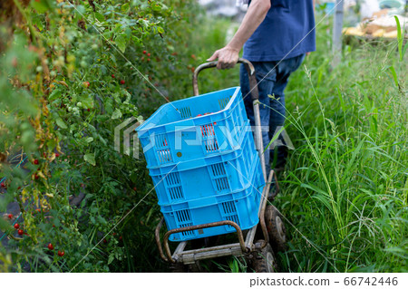 番茄採摘番茄農夫 番茄採摘番茄農夫 66742446