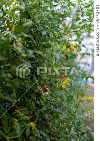 Tomato picking Tomato farmer Tomato picking Tomato farmer 66742781