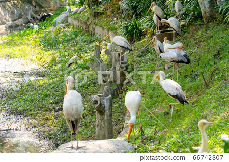 A flock of milk storks sits on a green lawn in a A flock of milk storks sits on a green lawn in a 66742807