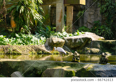 A milk stork is hunting in a pond. Looking for A milk stork is hunting in a pond. Looking for 66742813