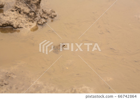 A frog in a puddle. merges with the color of dirt A frog in a puddle. merges with the color of dirt 66742864