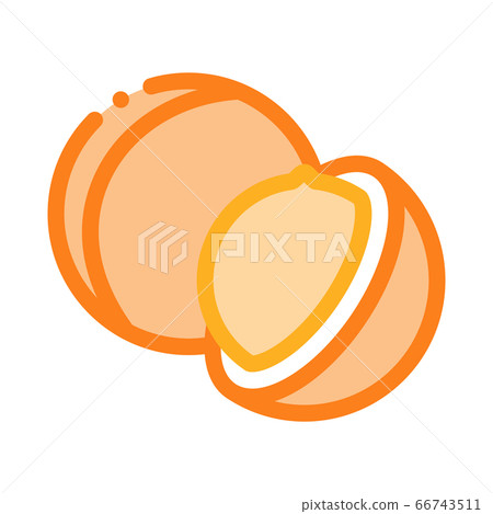 macadamia nut icon vector outline illustration macadamia nut icon vector outline illustration 66743511