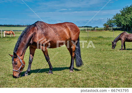 Horses graze in a meadow in a corral on a sunny day 66743795