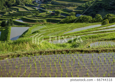 Rice paddy field in Beppu 66744318