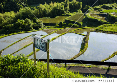 Rice paddy field in Beppu 66744331