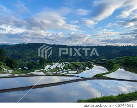 Rice paddy field in Beppu 66744591
