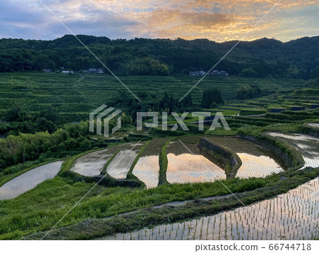 Rice paddy field in Beppu 66744718